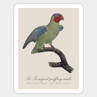 Red Cheeked Parrot / Le Perroquet Geoffroy Male - 19th century Jacques Barraband Illustration Magnet